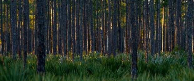 Все победители фотоконкурса «Focus on Nature 2014»