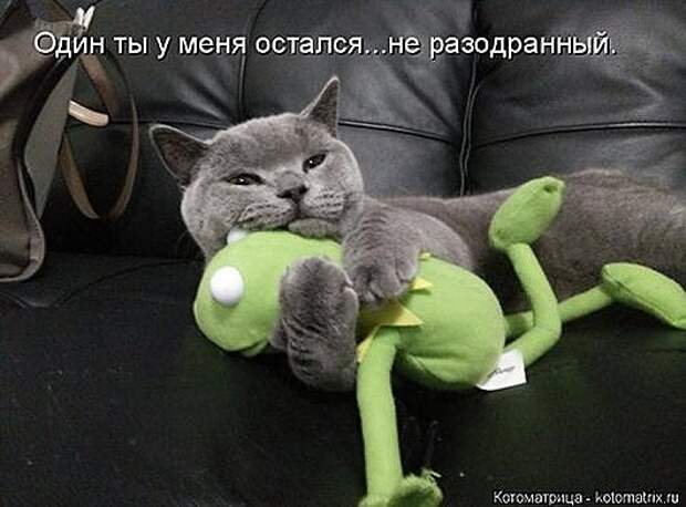 1423819054_kotomatricy-5