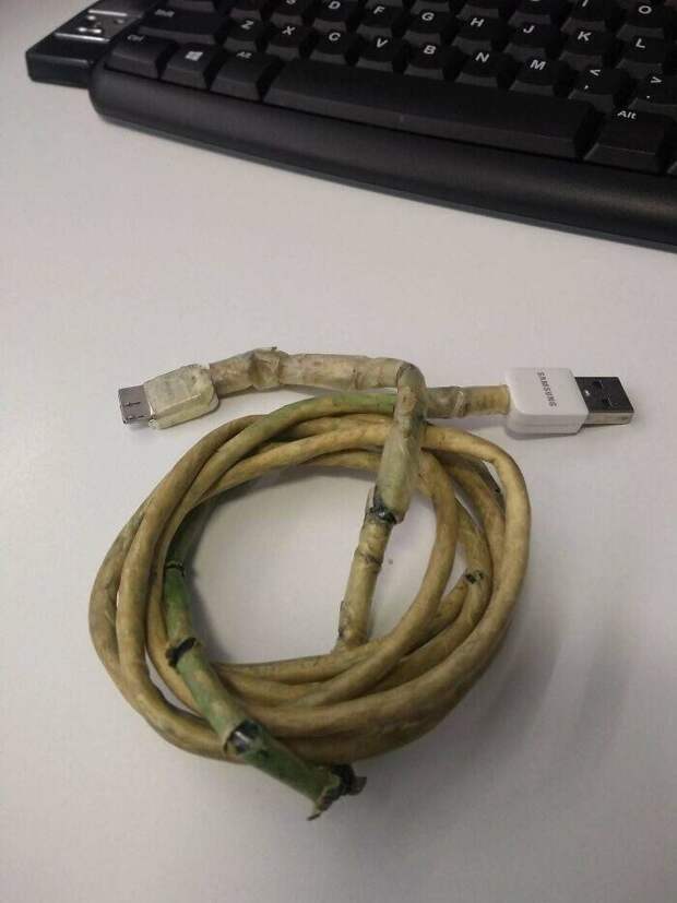Долгожитель
