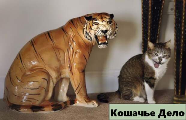 12 уморительных котиков, которых сфотографировали в нужный момент