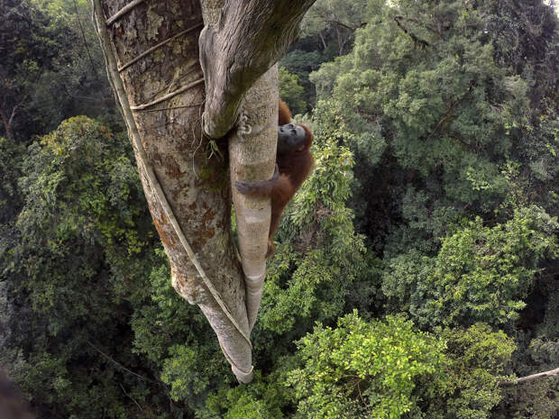 Лучшие кадры живой природы от National Geographic