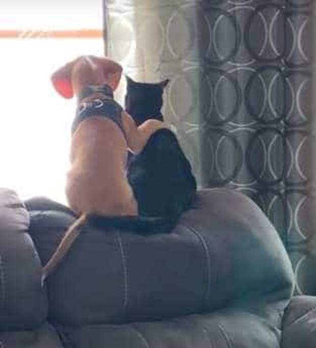 дружба кота и собаки кот и собака