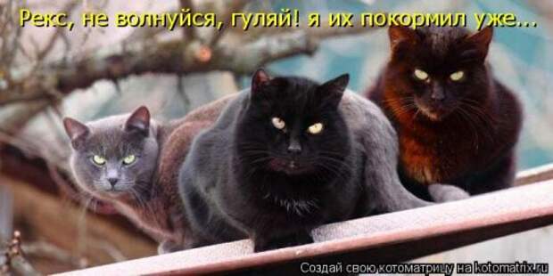 Свежая котоматрица для всех (38 фото)