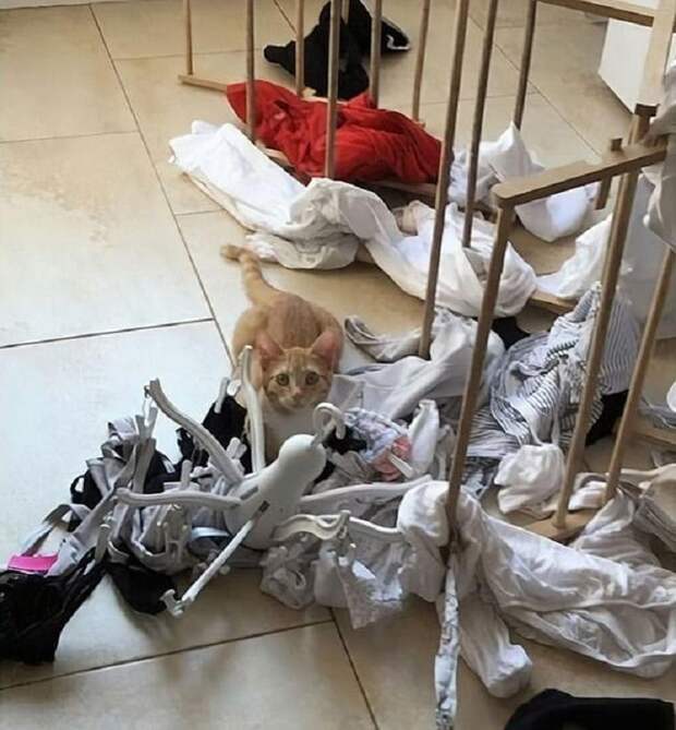 Котики-вредители. Люди поделились забавными фотографиями своих питомцев в момент