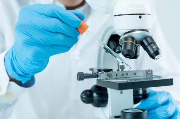 Учёные РФ нашли в морских грибах вещества для перспективных лекарств