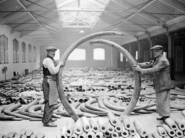 Слоновьи бивни, доставленные в Лондон в 1920-х годах