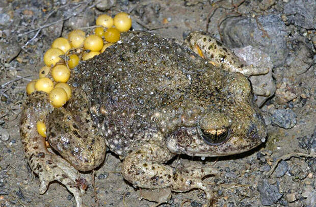 Фото: © Pouched frog