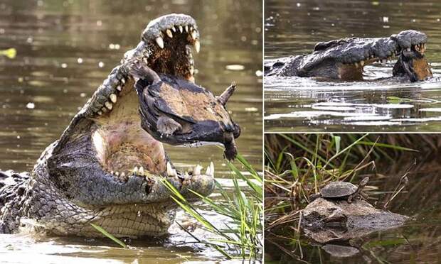 Terrapin Escapes Croc