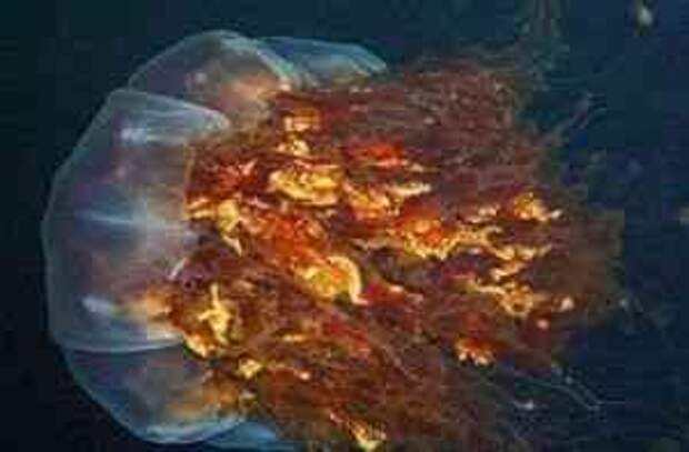 У берегов Японии найдена гигантская медуза весом в 200 кг.
