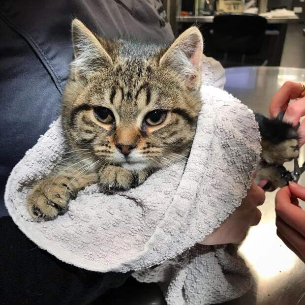 кот в полотенце