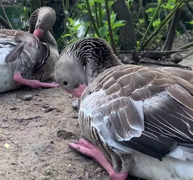 Берите пример с гусей: в Ленинградском зоопарке показали, как птицы приводят в порядок перышки