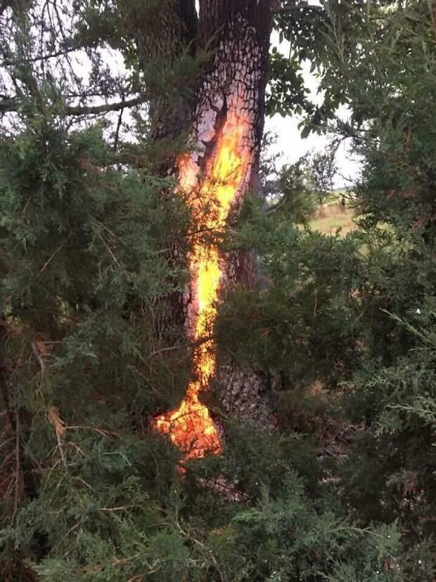 Это дерево в Небраске было поражено молнией и горит после дня спустя