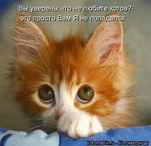 kotomatritsa_e2 (510x493, 39Kb)