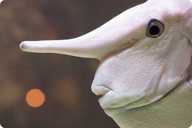 Настоящий носач Naso annulatus