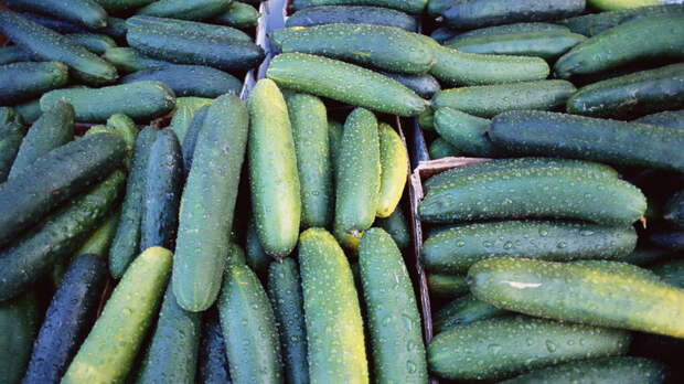 Россиянам объяснили, отразится ли ситуация в Иране на поставках огурцов в Россию