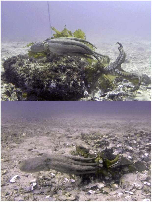 Ученые нашли подводный город осьминогов у берегов Австралии