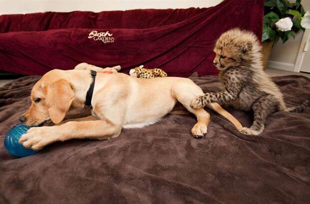Про дружбу кошек с собаками ss 110504 unlikely friends puppy cheetah ss full Про дружбу кошек с собаками