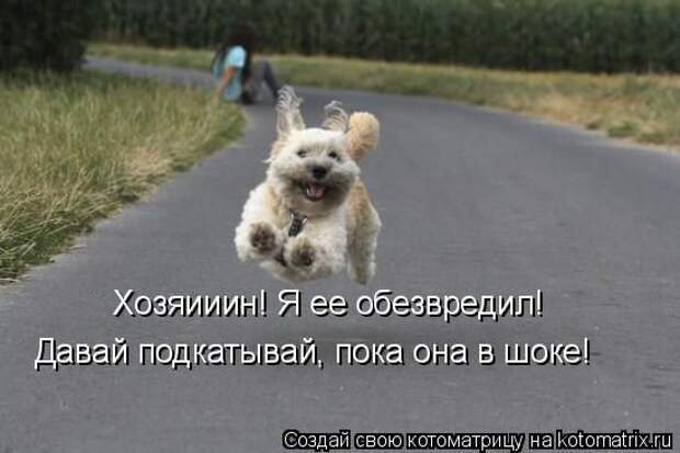 прикол, животные собаки