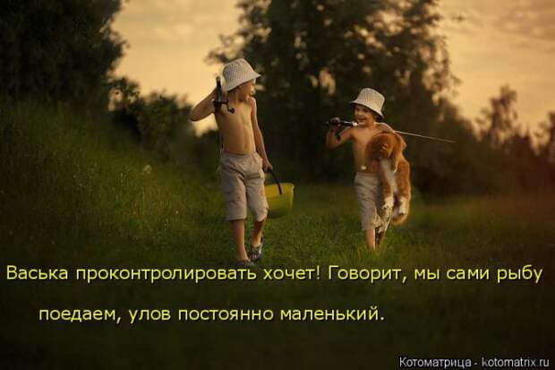 Лучшие котоматрицы недели (50 фото)