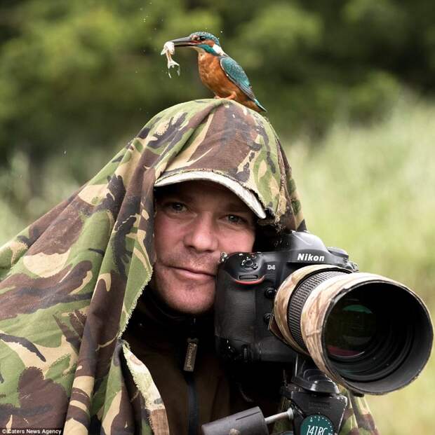 Уникальный кадр дикой природы: бесстрашный зимородок позирует с добычей на голове фотографа в мире животных, животные, красиво, момент, природа, птицы, фото, фотограф