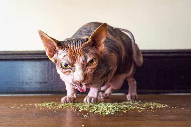 Коты и кошачья мята: вы еще не знаете, что такое кайф! животные, забавно, коты, кошачья мята, кошки, мило, смешно, фотоподборка