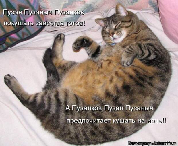 Лучшие котоматрицы недели (50 фото)