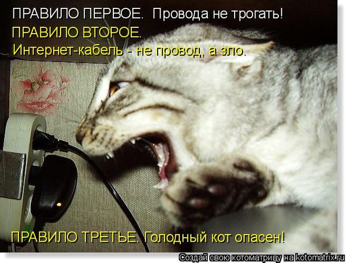 Лучшие котоматрицы недели (50 фото)