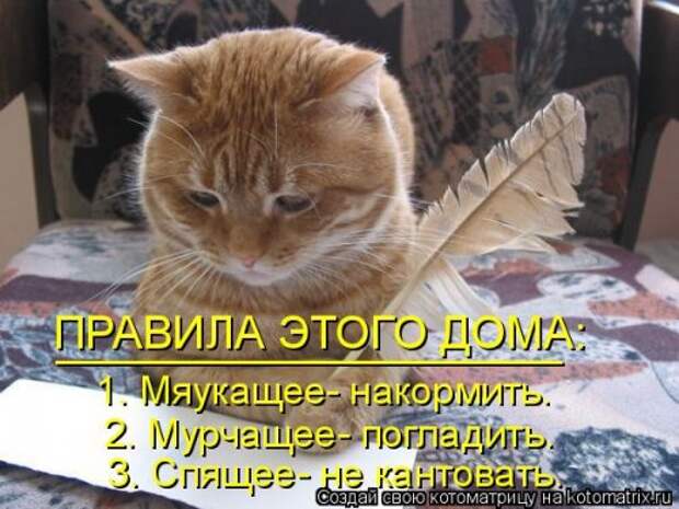 Лучшая котоматрица на Бугаге (29 шт)