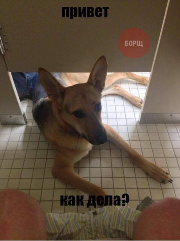 прикол, животные собаки