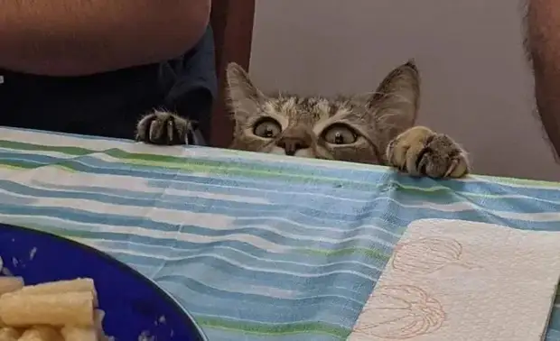 Питомцы, которые не знают границ когда, нравится, просто, смотрю, через, моюсь»«Это, просыпаюсь, достаточно, чтобы, занять, Иногда, стул»Когда, контролирует, питомцы, понятие, личных, границ, перестаёт, живут, огромны«Это