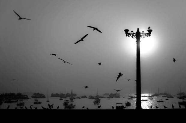 Птицы и лодки, Мумбай-Харбор, Индия. Автор: Swarup Chatterjee.