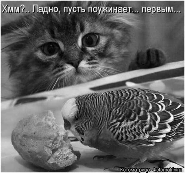 Котоматрицы (картинки с надписями)