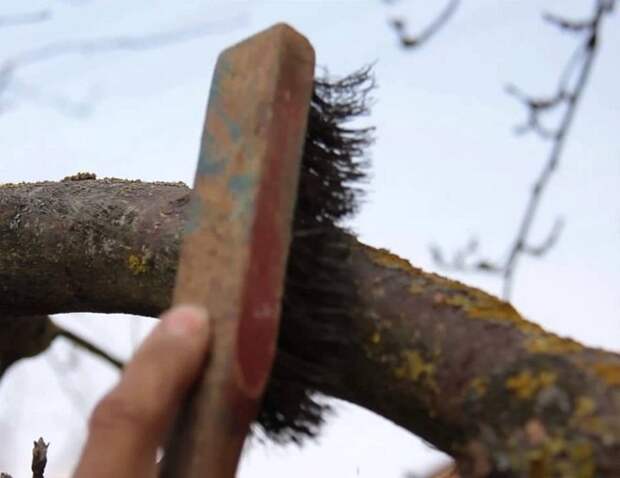 Очистка плодового дерева от мха и лишайников