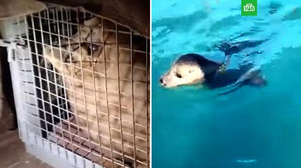 Спасенного в Приморье тюлененка привезли в Московский зоопарк