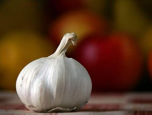 garlic