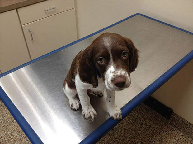 Pets Really Don’t Enjoy Visits to the Vet