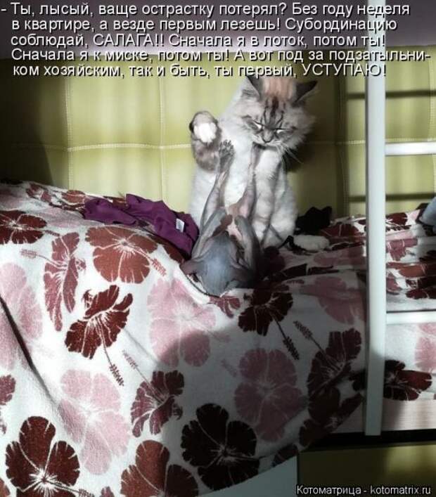 Лучшие котоматрицы недели (50 фото)