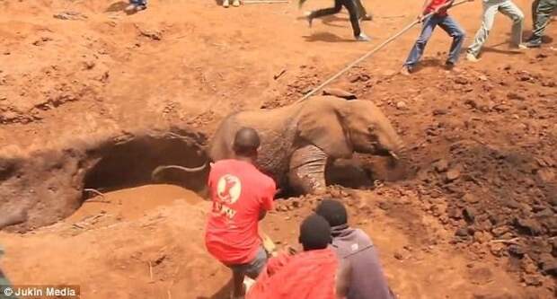 Спасательная команда приложила массу усилий, но все-таки сумела вытащить бедолагу из ловушки видео, национальный парк, слон, слоненок, спасение животного, спасение слона, танзания, трогательное