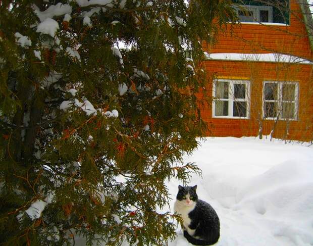 Кузя встречает зиму - Clubablackcat "Черный Кот"- я.ру