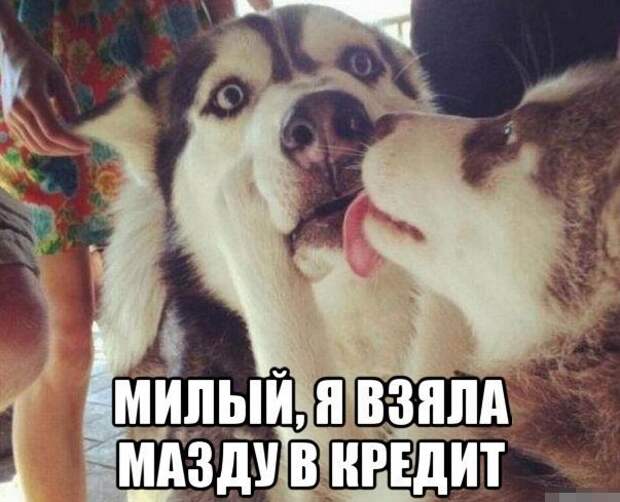 Картинки по запросу авто собака автоюмор