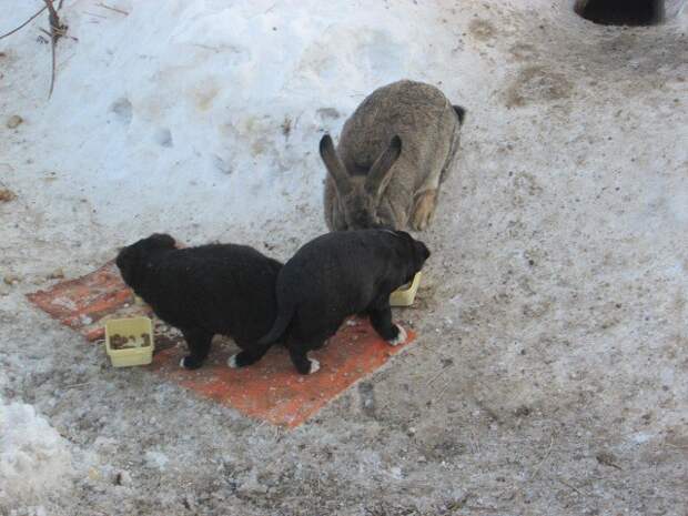 В Омской области кролик спас щенков и заменил им убитую собаку омск, щенки, кролик, Лига Добра, длиннопост, позитив
