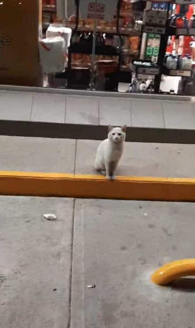 помощь коту кот на улице