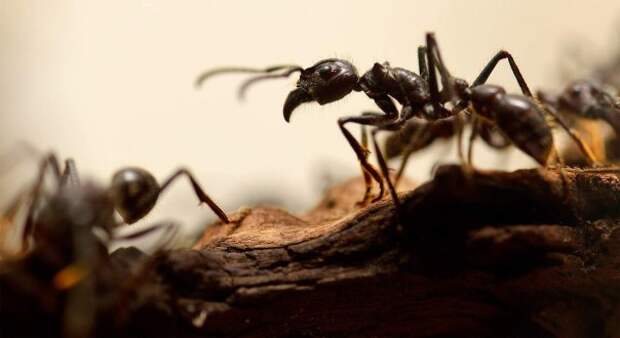 Как польские учёные спасали муравьёв-каннибалов из советского атомного бункера