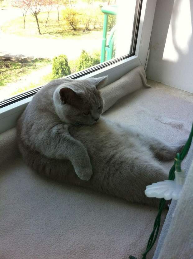 Смешные и милые кошки