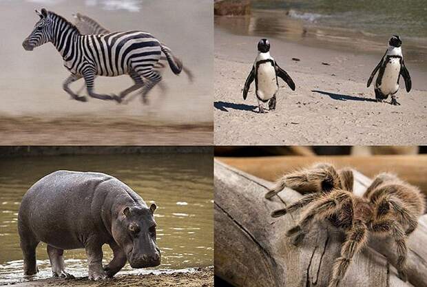 inapp00 10 видов животных, которых можно встретить в неожиданных местах