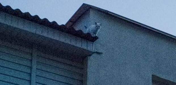 В Лунинце  (Беларусь)  спасли застрявшего на крыше кафе кота