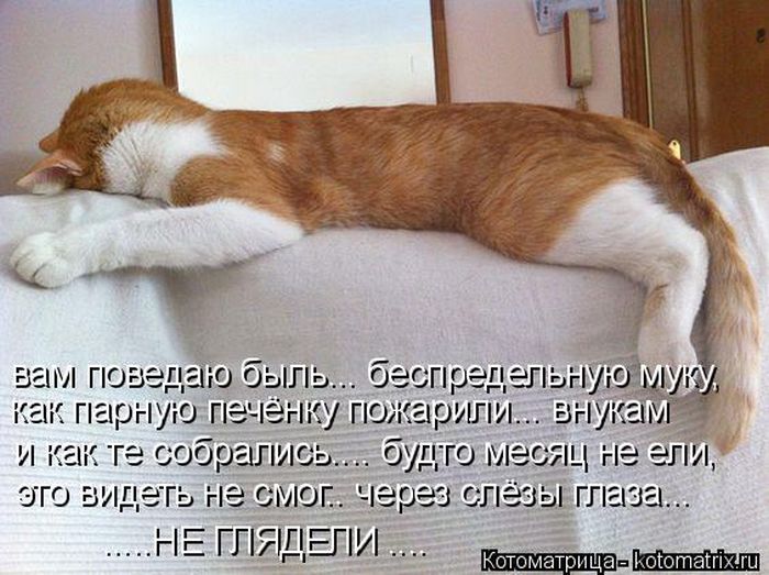 Лучшие котоматрицы недели (50 фото)