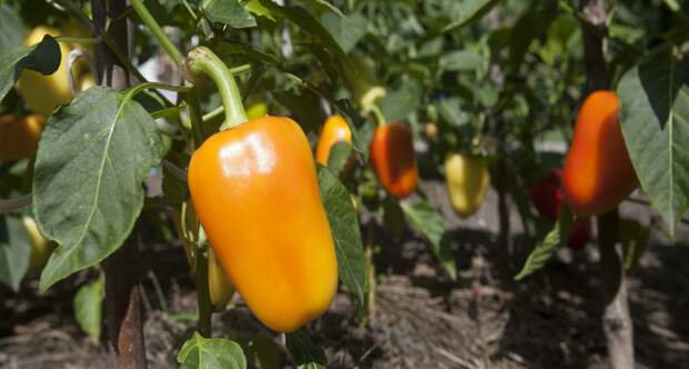 Агроном подсказал, как получить хорошие семена почти бесплатно