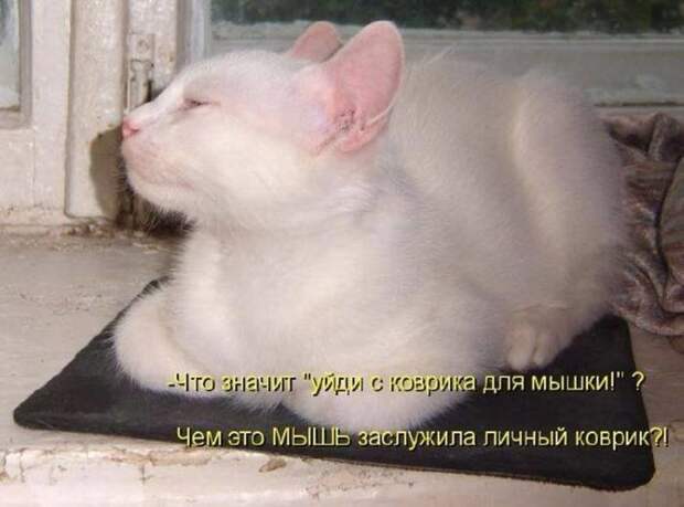 Подражая котоматрице котоматрица, коты, юмор