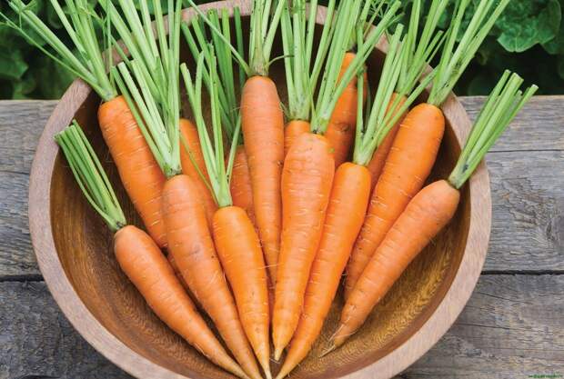 Первый шаг к хорошему урожаю моркови – полейте в июне грядку этим раствором для роста корнеплодов
